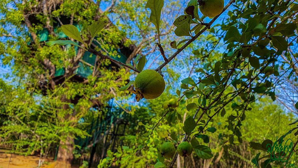 Hotel Yala Beddegama Eco Kataragama Exteriér fotografie