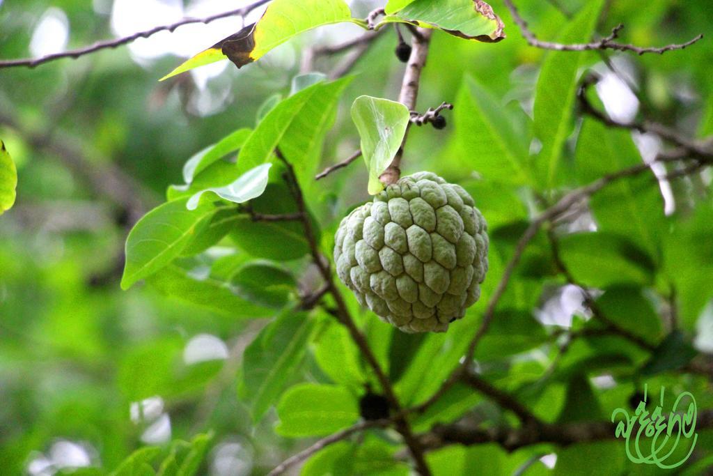 Hotel Yala Beddegama Eco Kataragama Exteriér fotografie